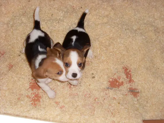 Pedigree Pocket Beagle Puppies